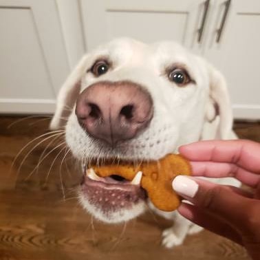 Pumpkin PB Trail Bites