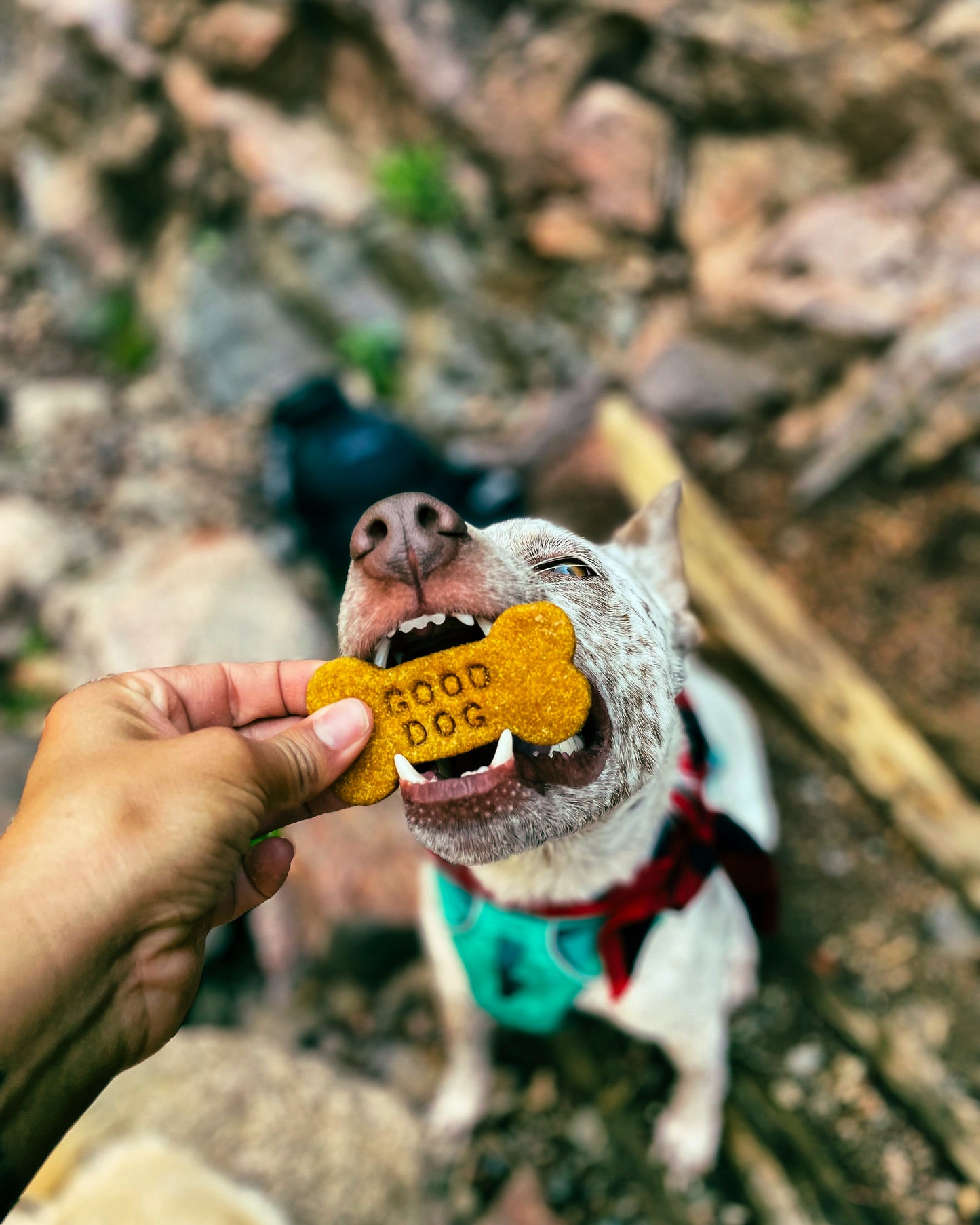 Pumpkin PB Trail Bites