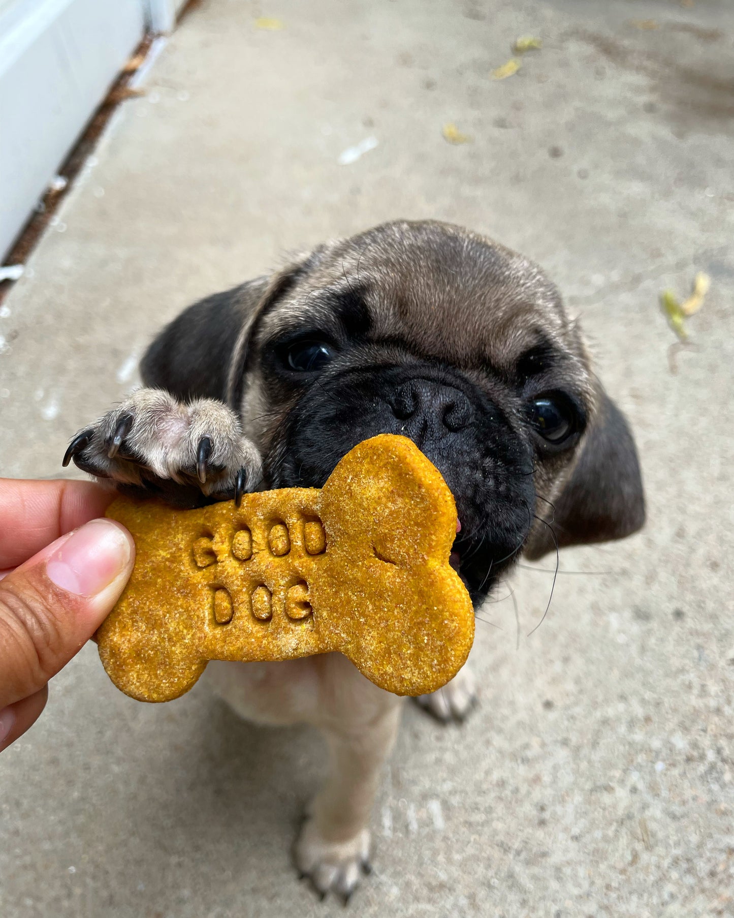 Pumpkin PB Trail Bites