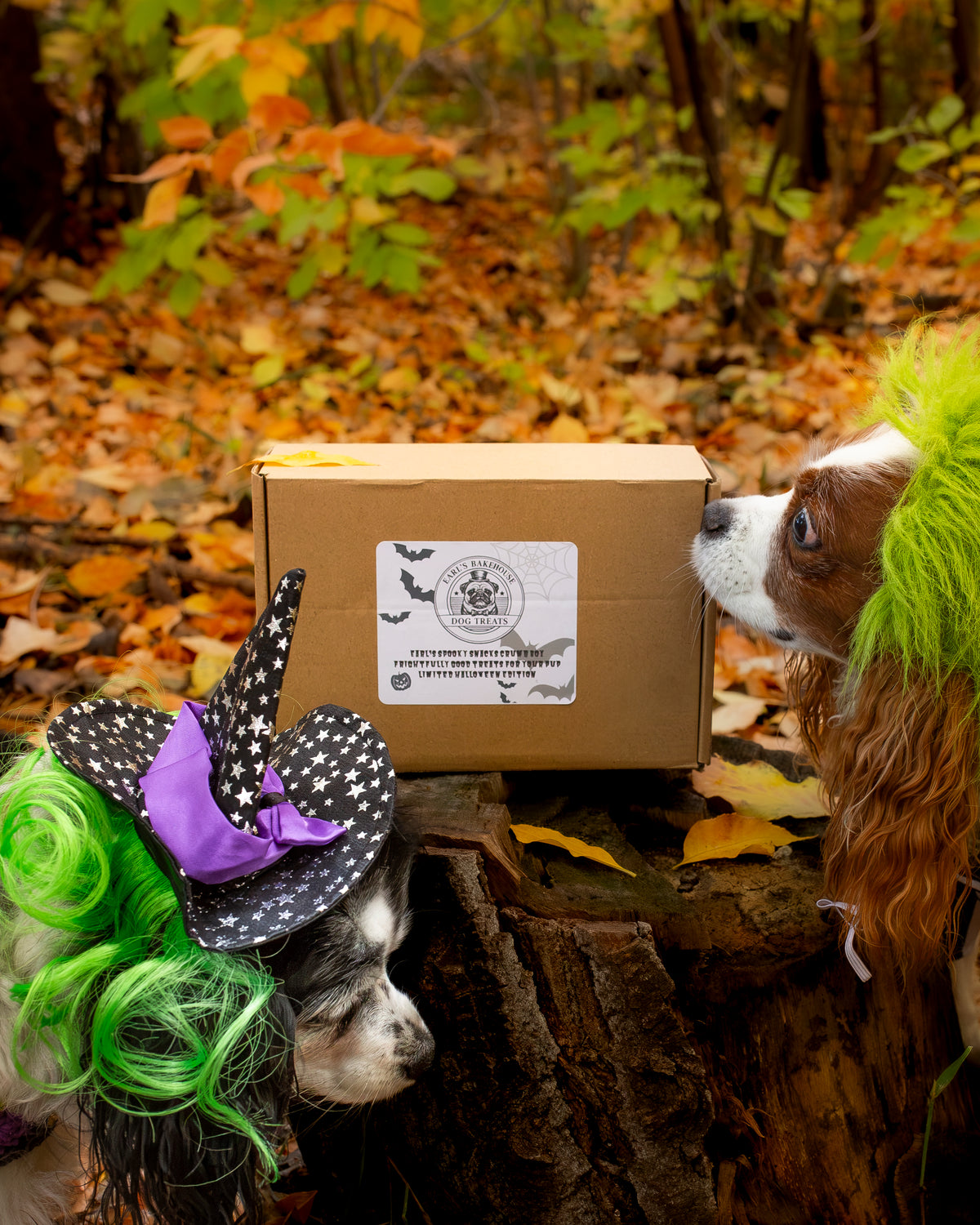 Earl's Spooky Snacks Crumb Box (NOT A RECURRING SUBSCRIPTION)