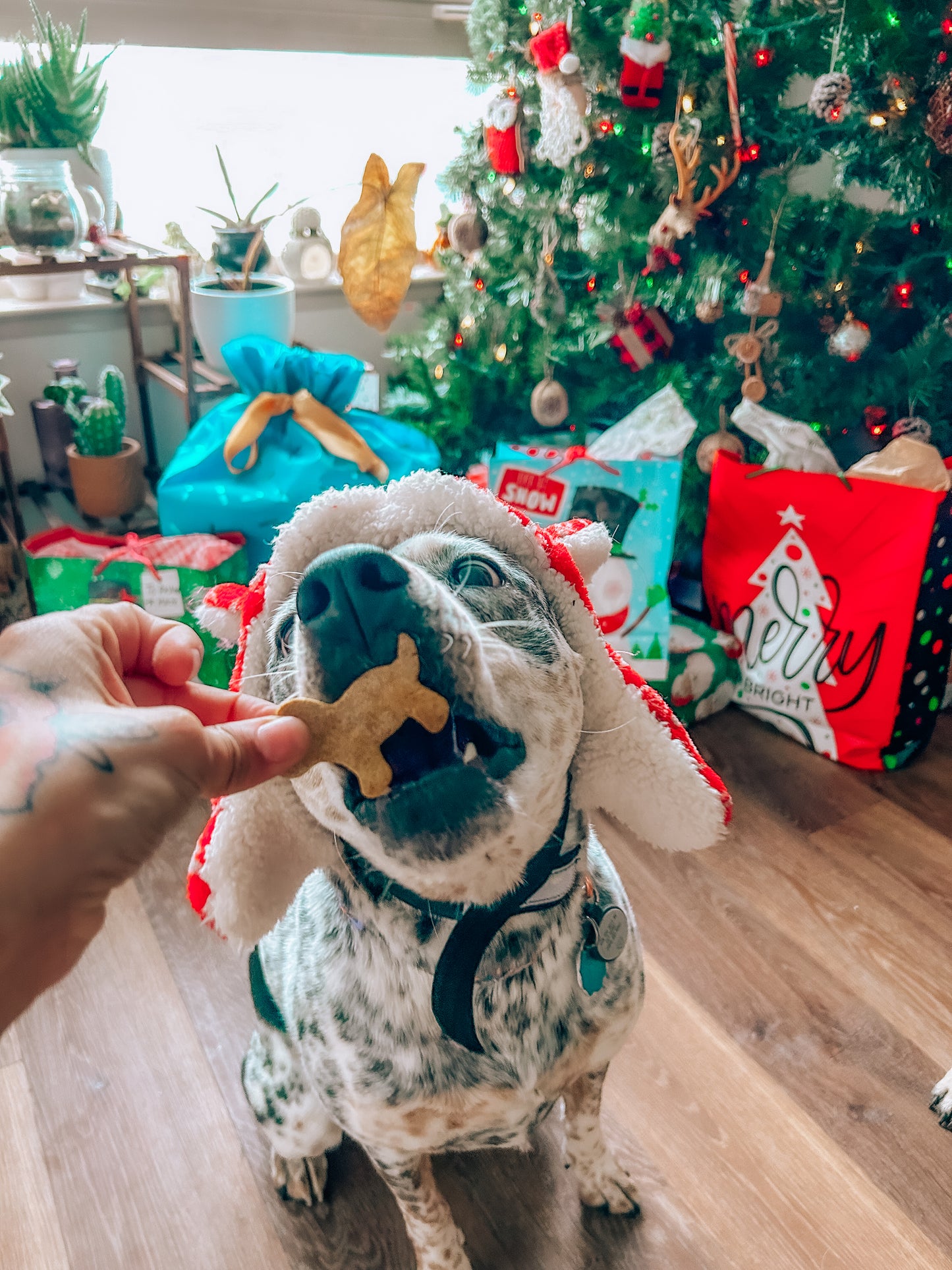 Christmas Themed