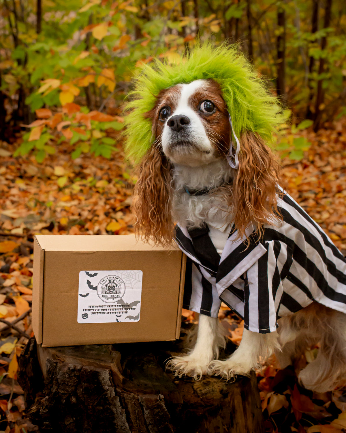 Earl's Spooky Snacks Crumb Box (NOT A RECURRING SUBSCRIPTION)