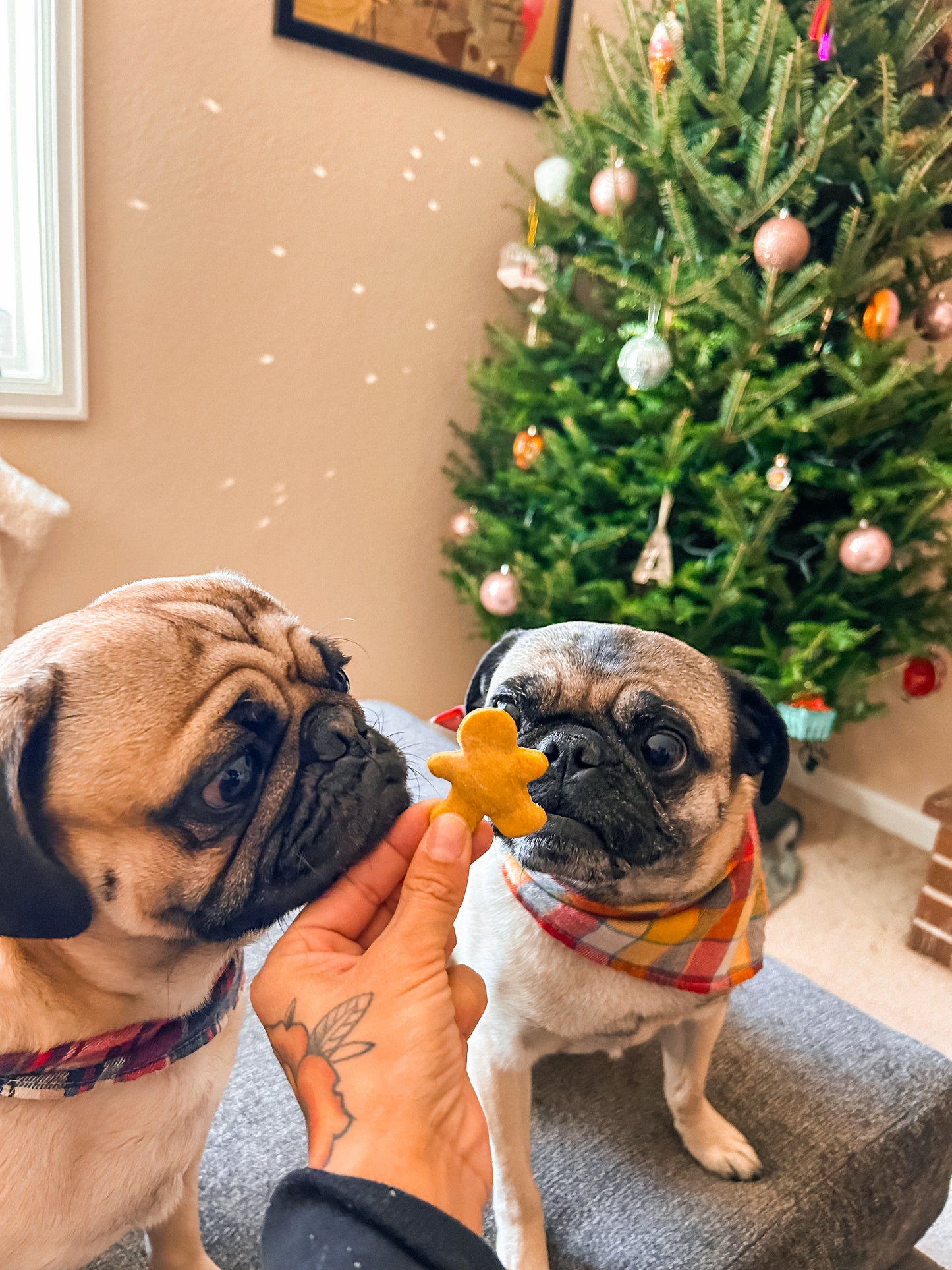 Christmas Themed