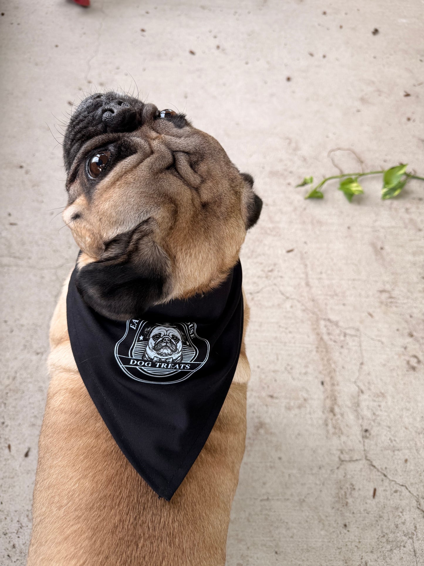 Earl's Bakehouse Logo Bandanas