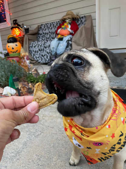 Halloween Themed