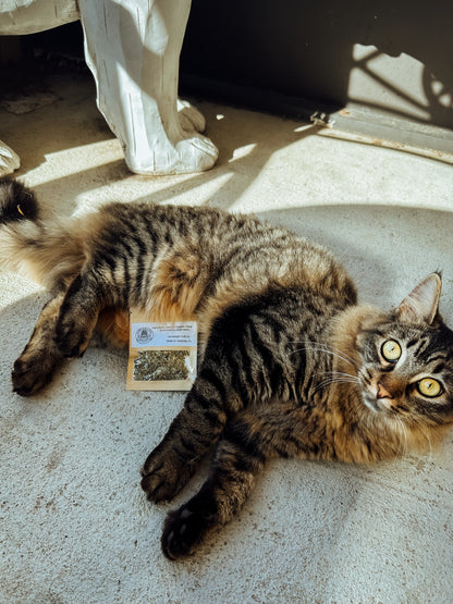 Gumby’s Giggle Grass 🌿
Premium Organic Catnip
