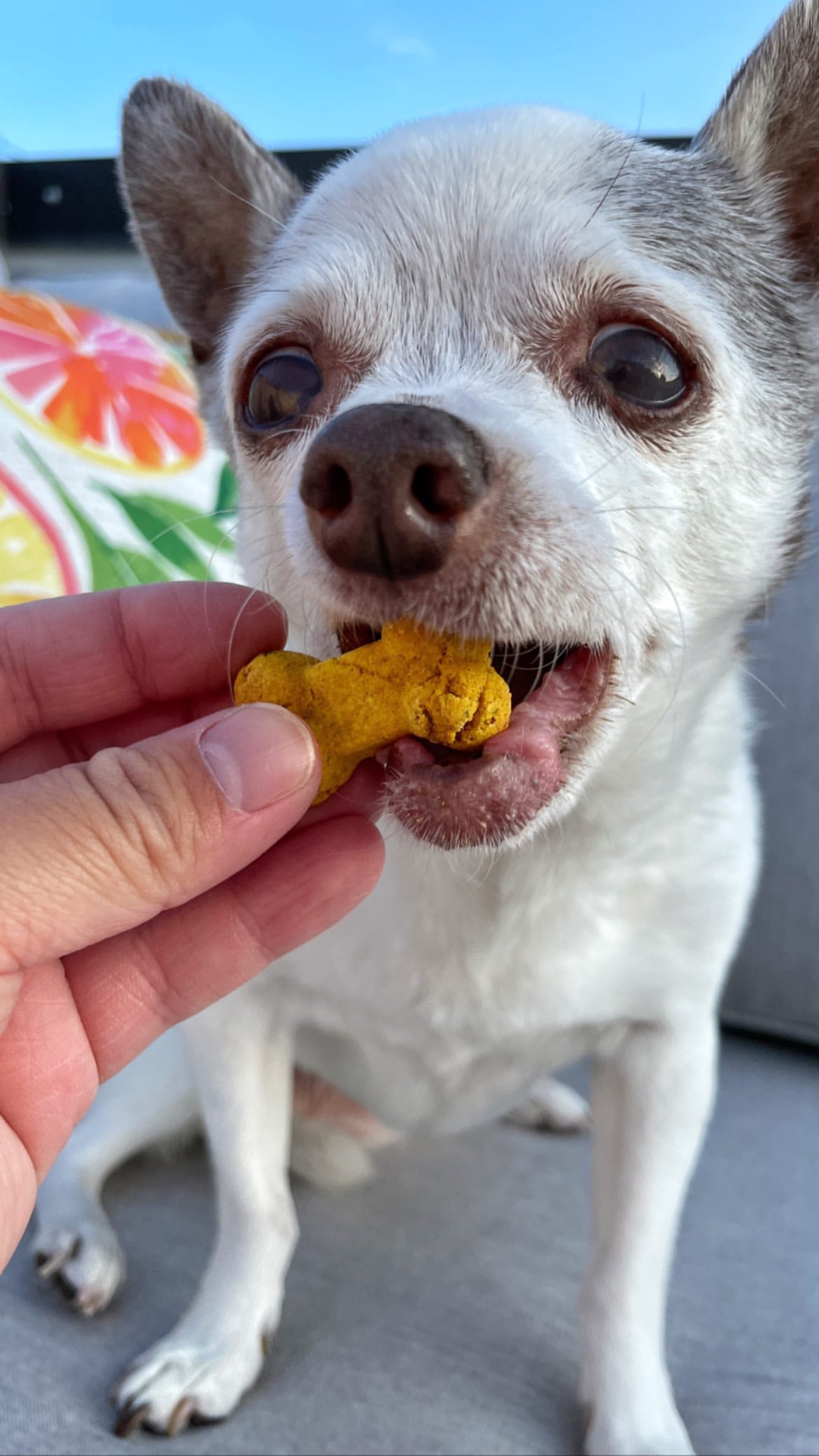 Grain Free Pumpkin Softies