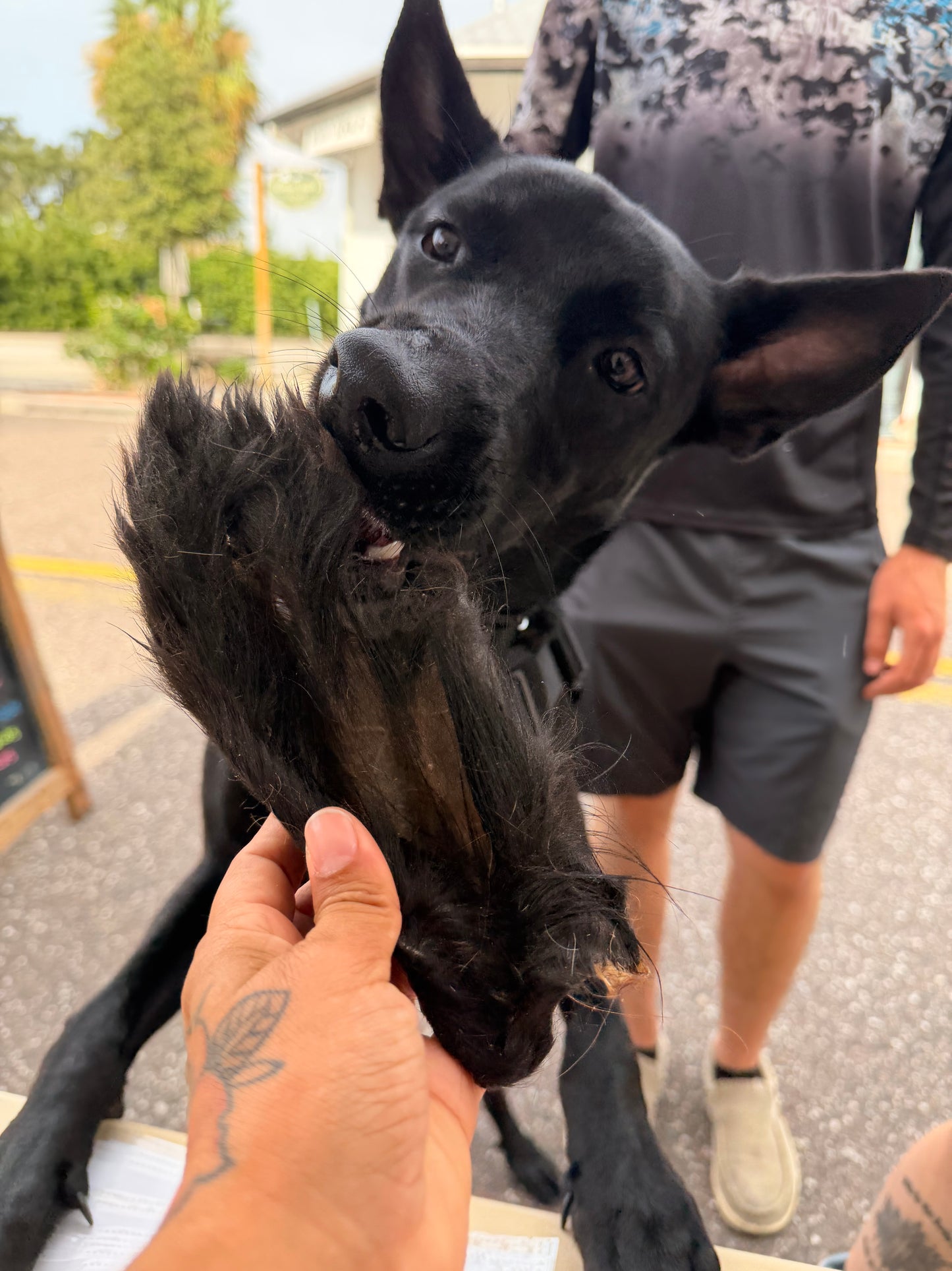 Hairy Cow Ears