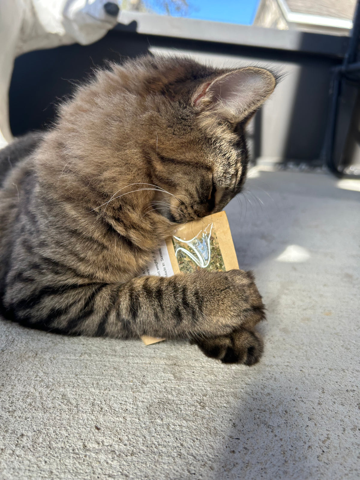 Gumby’s Giggle Grass 🌿
Premium Organic Catnip